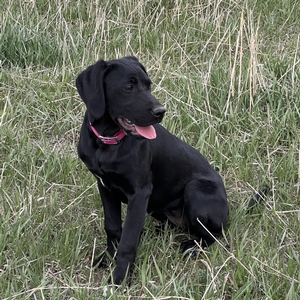 Black Female